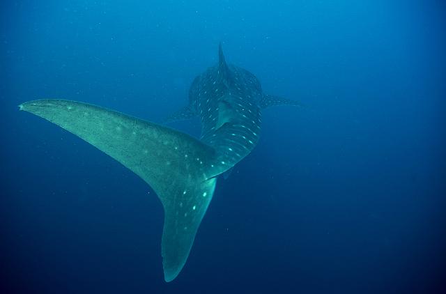 FMazeas site tupasurf_022.jpg